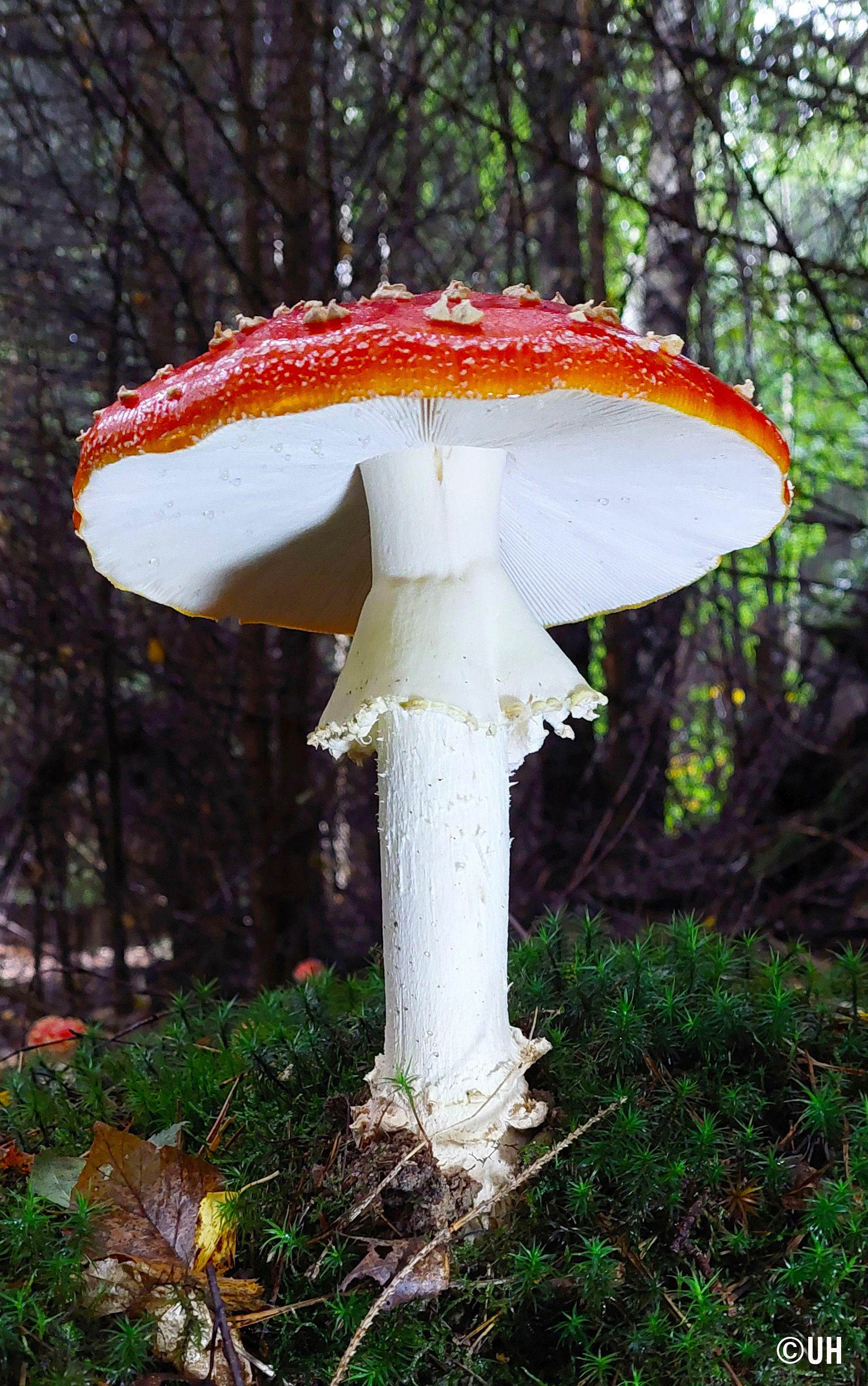 Fliegenpilz 1