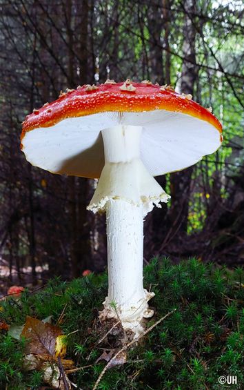 Fliegenpilz 1