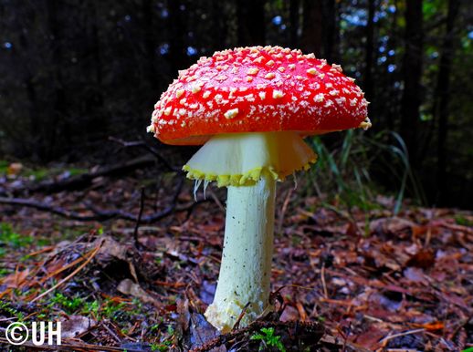 Fliegenpilz 2